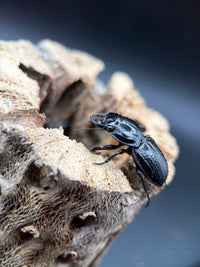 Blue Side Warrior Beetle (Pasimachus subsulcatus) - 1-1.25 in