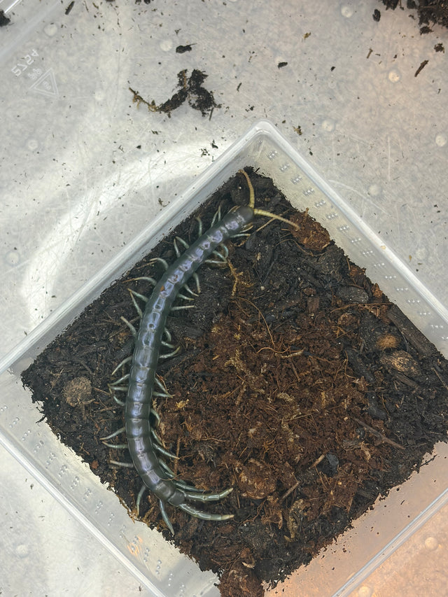 Borneo Blue Centipede (Ethmostigmus sp. Borneo Blue)