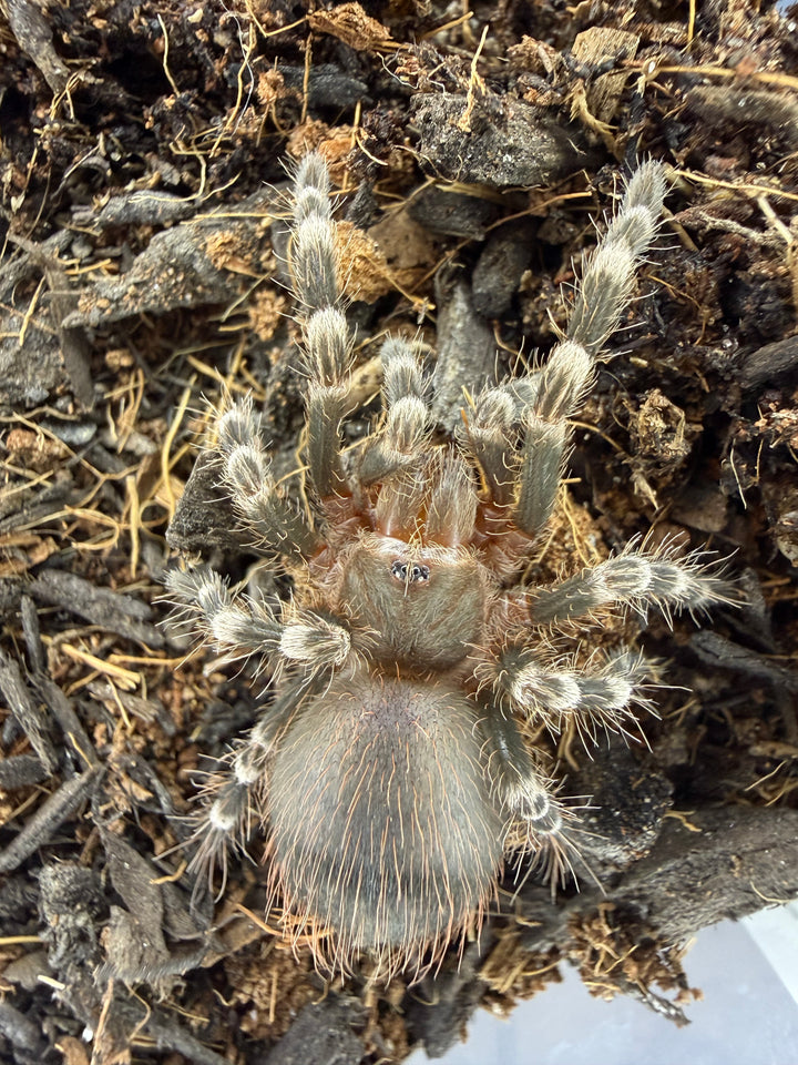 Brazilian White Knee Tarantula, Acanthoscurria geniculata, image 4