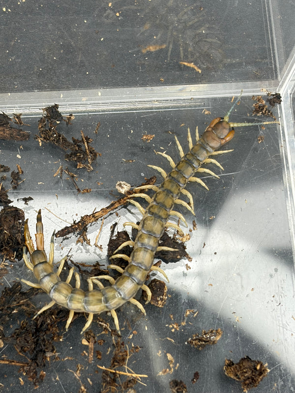 Green Bark Centipede, Hemiscolopendra marginata