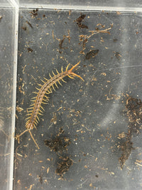 Gold Sumbawa Centipede (Ethmostigmus sp.) - 2 in