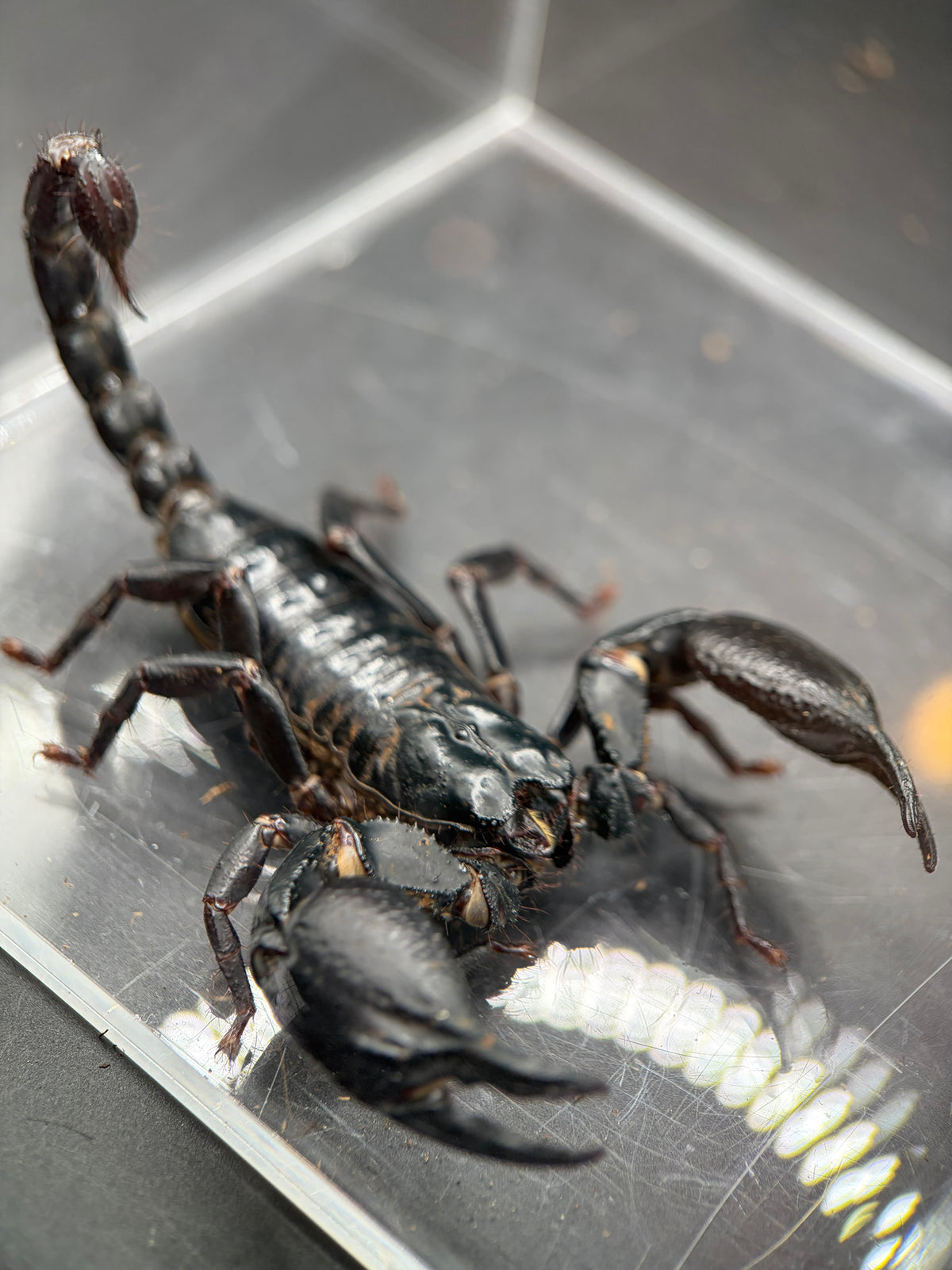 Vietnamese Asian Forest Scorpion, Heterometrus silenus