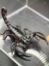 Vietnamese Asian Forest Scorpion (Heterometrus silenus)