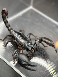 Vietnamese Asian Forest Scorpion, Heterometrus silenus