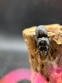 Blue Side Warrior Beetle (Pasimachus subsulcatus) - 1-1.25 in