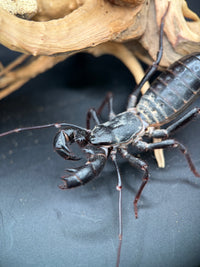 Texas Giant Vinegaroon (Mastigoproctus giganteus) - 2-3 in