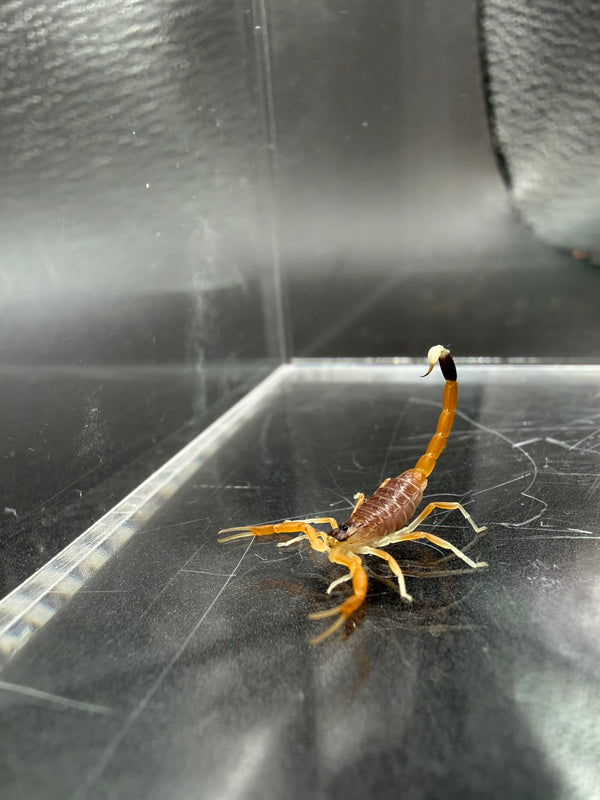 Deathstalker Scorpion (Leiurus quinquestriatus)