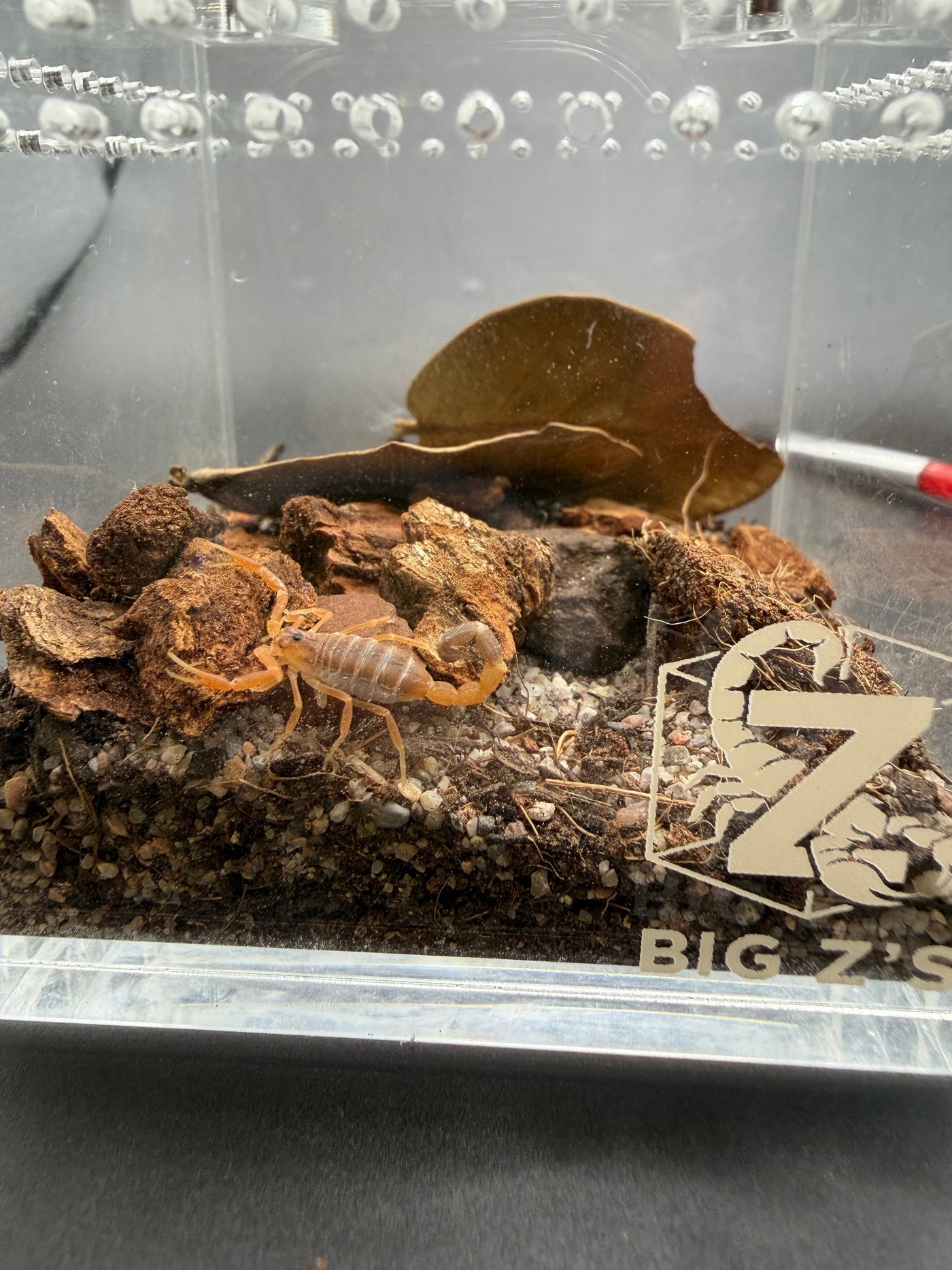 Black-Tipped Thicktail Scorpion (Parabuthus maximus)