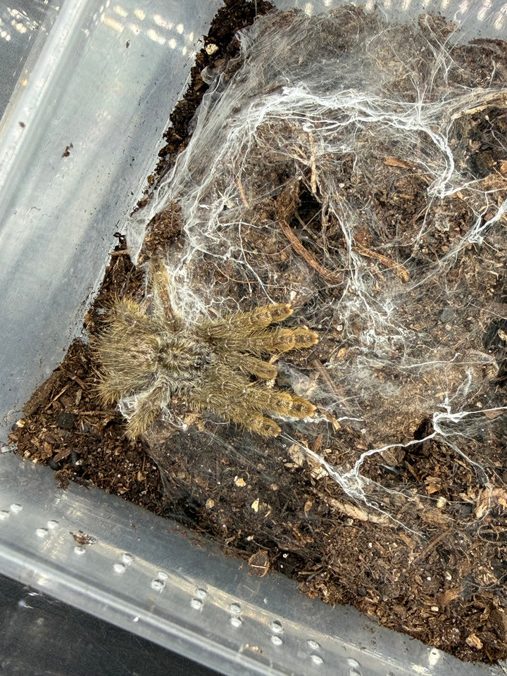 Ornamental Baboon Tarantula, Heteroscodra maculata, image 4
