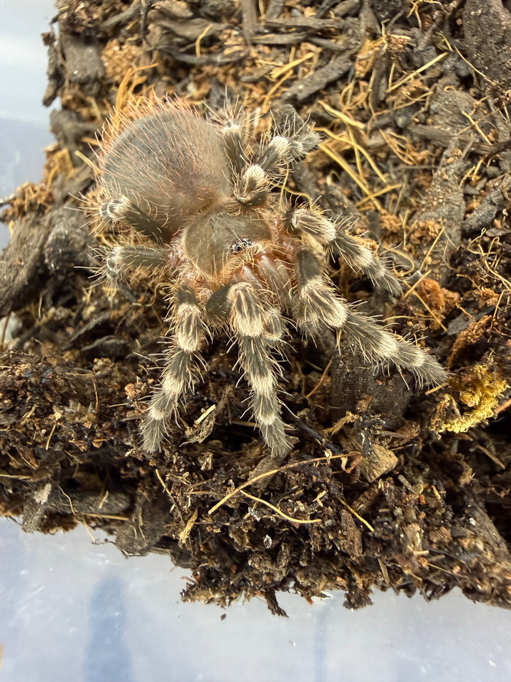 Brazilian White Knee Tarantula, Acanthoscurria geniculata, image 3