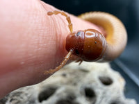Texas Gold Millipede (Orthoporus ornatus) - 4-6 in