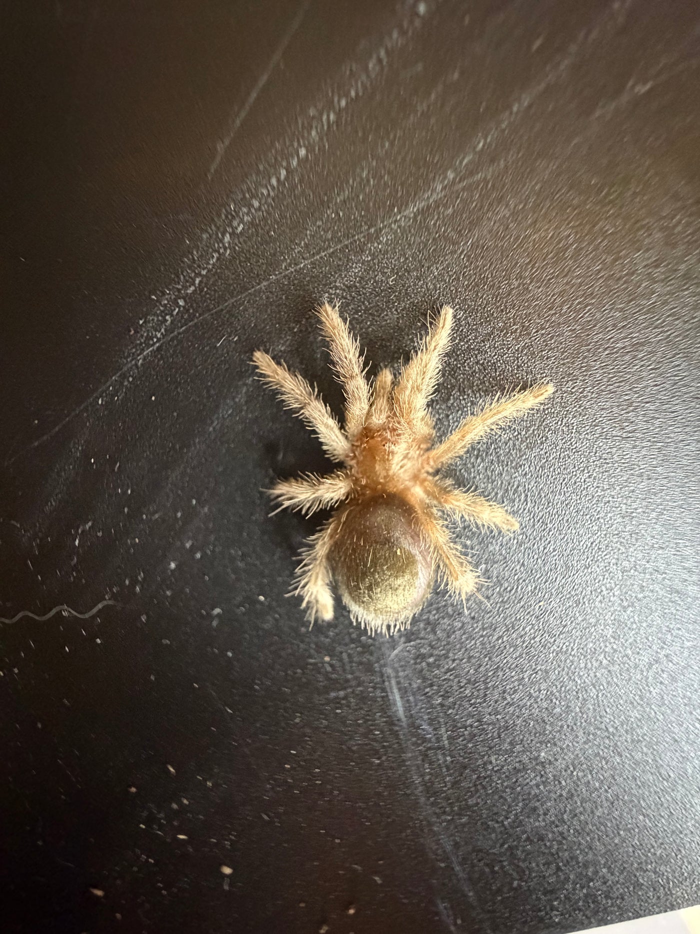 Brazilian Black Tarantula (Grammostola pulchra / G. quirogai) - 3/4-1 in
