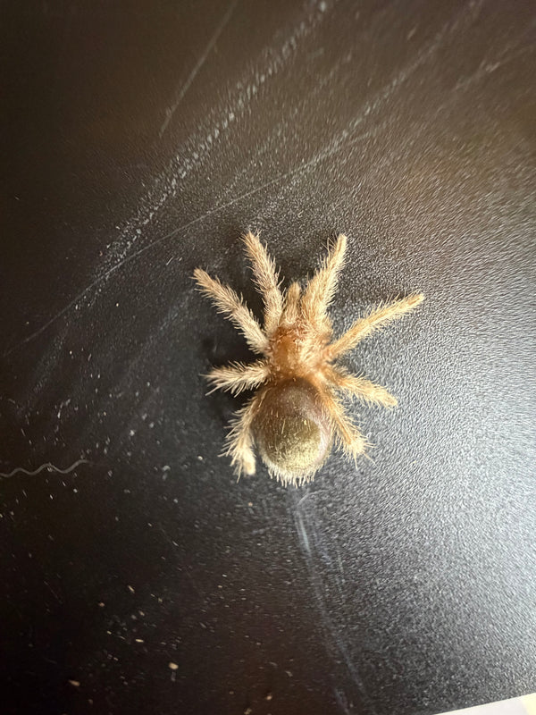 Brazilian Black Tarantula (Grammostola pulchra / G. quirogai) - 3/4-1 in