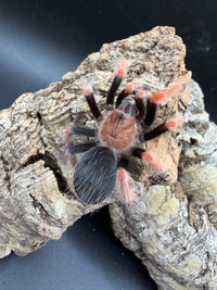 Mexican Fire Leg Tarantula, Brachypelma boehmei, image 3
