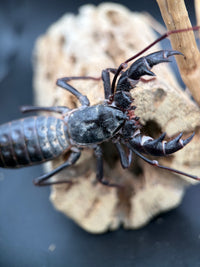 Texas Giant Vinegaroon (Mastigoproctus giganteus) - 2-3 in
