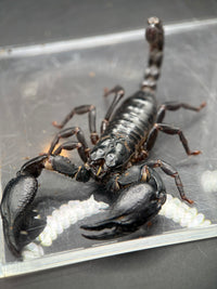 Vietnamese Asian Forest Scorpion, Heterometrus silenus, image 3