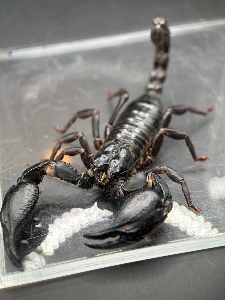 Vietnamese Asian Forest Scorpion, Heterometrus silenus, image 3