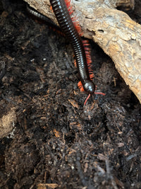Sunset Ghost Rider Millipede (Alienostreptus bicoloripes) - 9-11 in