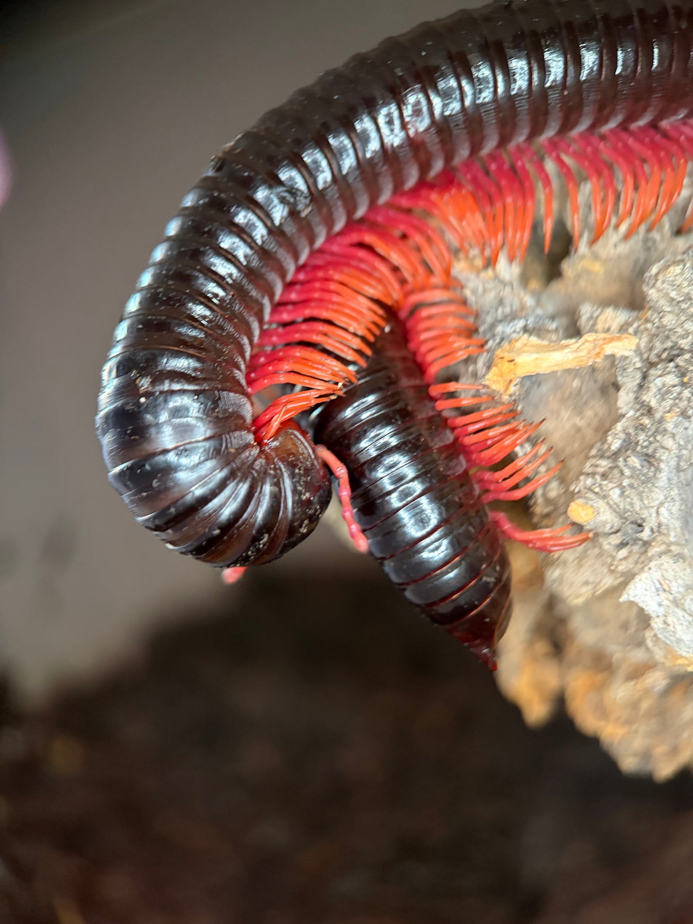 Sunset Ghost Rider Millipede (Alienostreptus bicoloripes) - 9-11 in