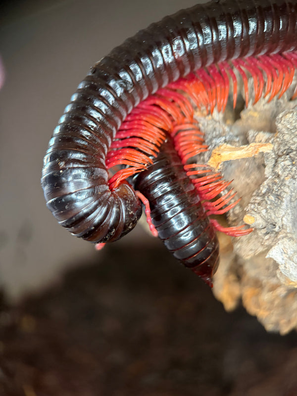 Sunset Ghost Rider Millipede (Alienostreptus bicoloripes) - 9-11 in
