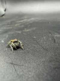 Widow Jumping Spider (Phidippus ardens) - 1/4-1/2 in