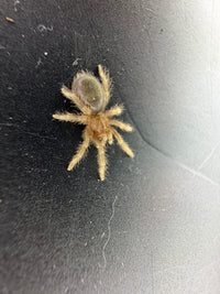 Brazilian Black Tarantula (Grammostola pulchra / G. quirogai) - 3/4-1 in