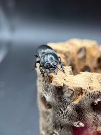 Blue Side Warrior Beetle (Pasimachus subsulcatus) - 1-1.25 in