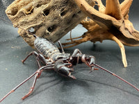 Texas Giant Vinegaroon (Mastigoproctus giganteus) - 2-3 in