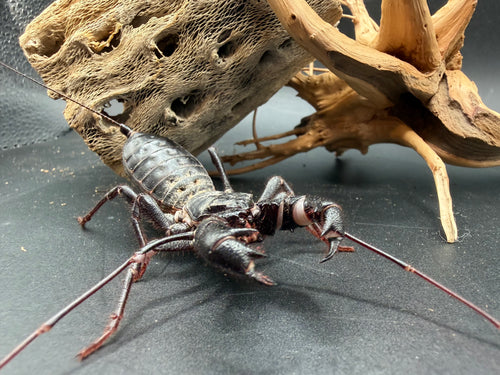 Texas Giant Vinegaroon, Mastigoproctus giganteus, image 2
