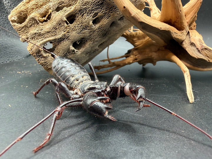 Texas Giant Vinegaroon, Mastigoproctus giganteus, image 2
