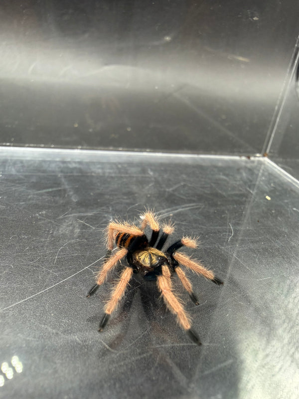 Green Bottle Blue Tarantula (Chromatopelma cyaneopubescens) - 0.75 in
