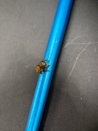 Widow Jumping Spider (Phidippus ardens) - 1/4-1/2 in