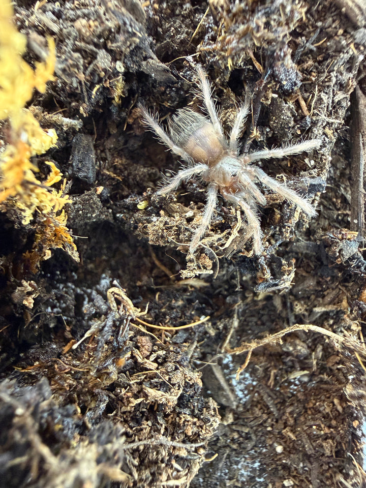 Brazilian Blue Tarantula, Lasiocyano sazimai, image 3