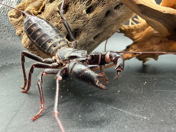 Texas Giant Vinegaroon, Mastigoproctus giganteus