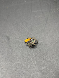 Lucid Dreamer Jumping Spider (Phidippus morpheus) - 3/8-5/8 in