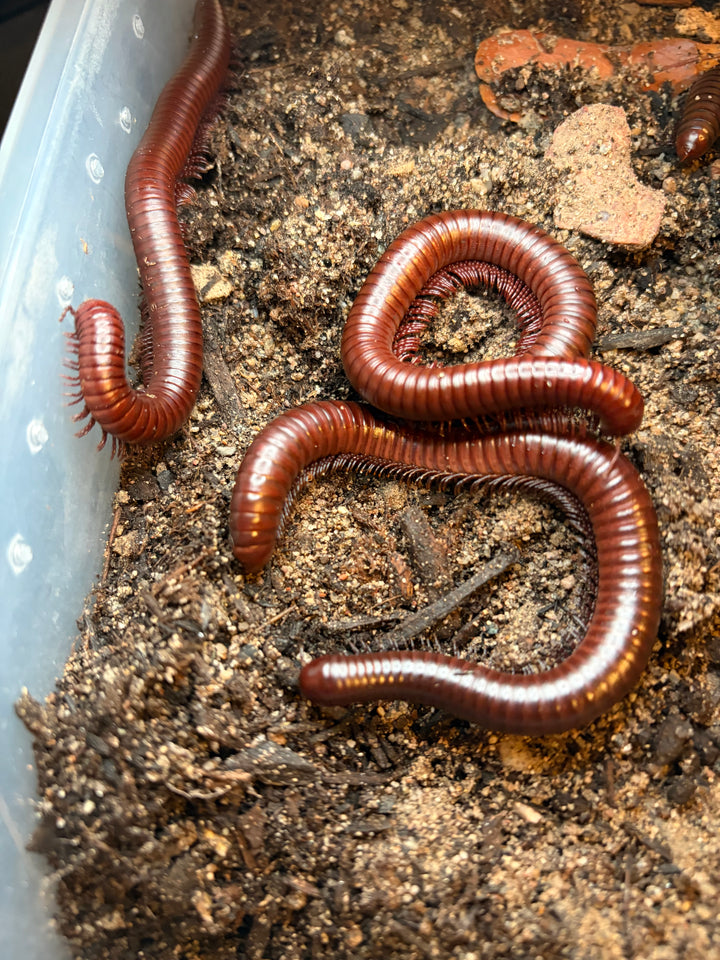 Chocolate Desert Millipede, Orthoporus ornatus