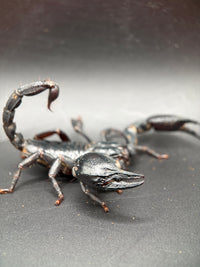 Vietnamese Asian Forest Scorpion, Heterometrus silenus, image 2
