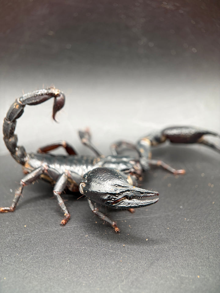 Vietnamese Asian Forest Scorpion, Heterometrus silenus, image 2