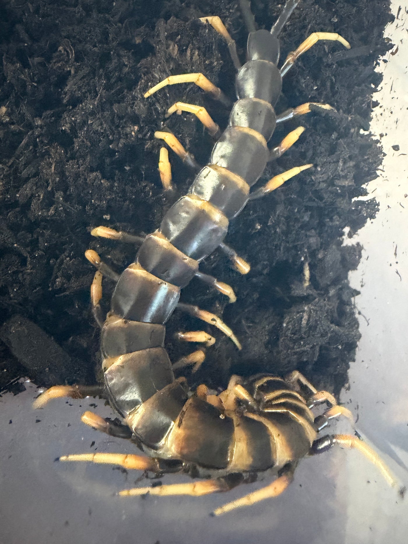 Lava Centipede (Scolopendra subspinipes 'Piceoflava') - 8-10 in
