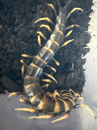 Lava Centipede (Scolopendra subspinipes 'Piceoflava') - 8-10 in