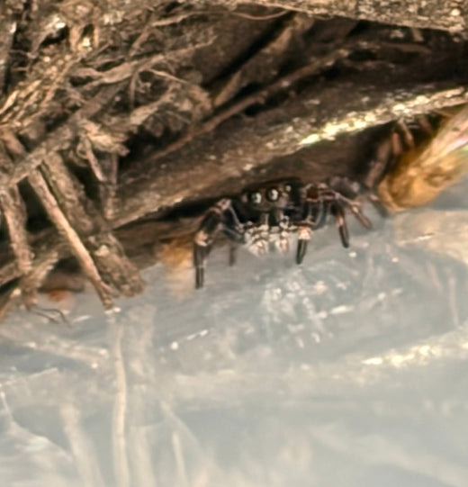 Regal Jumping Spider (Phidippus regius)