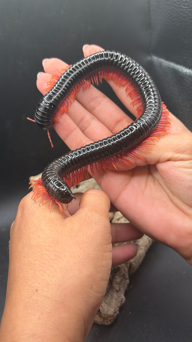 Ghost Rider Millipede (Alienostreptus bicoloripes)