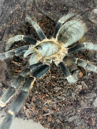 Thai Silver Earth Tiger Tarantula, Ornithoctonus costalis, image 4