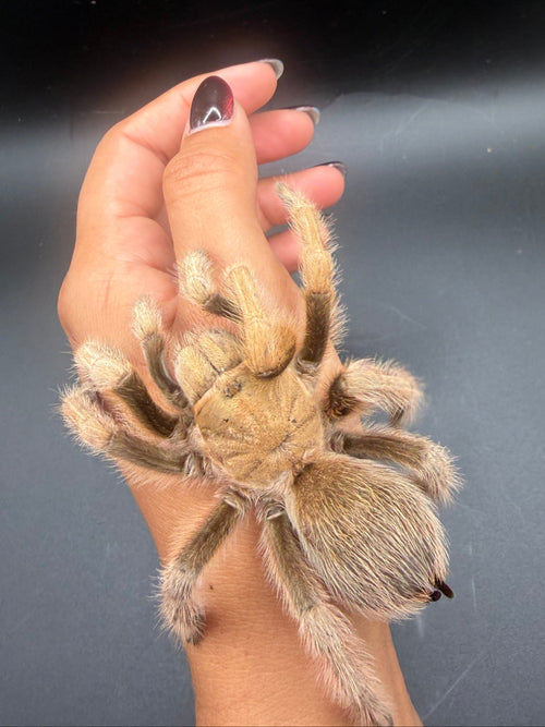Arizona Blonde Tarantula (Aphonopelma chalcodes)