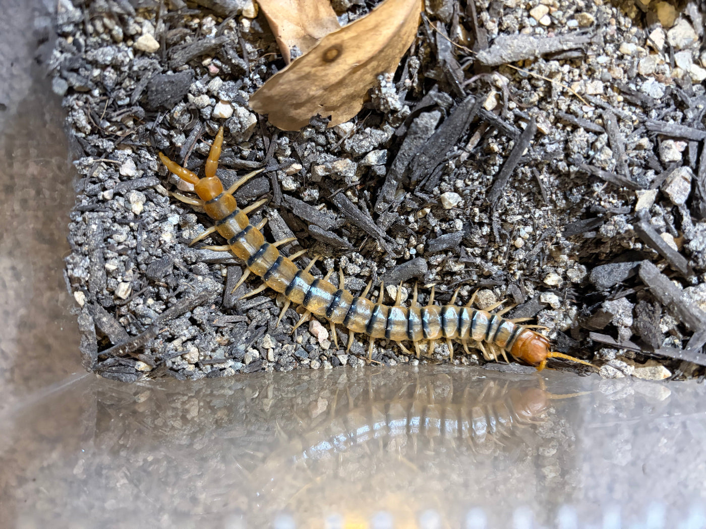Arizona Desert Centipede (Scolopendra polymorpha)