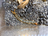 Arizona Desert Centipede (Scolopendra polymorpha)