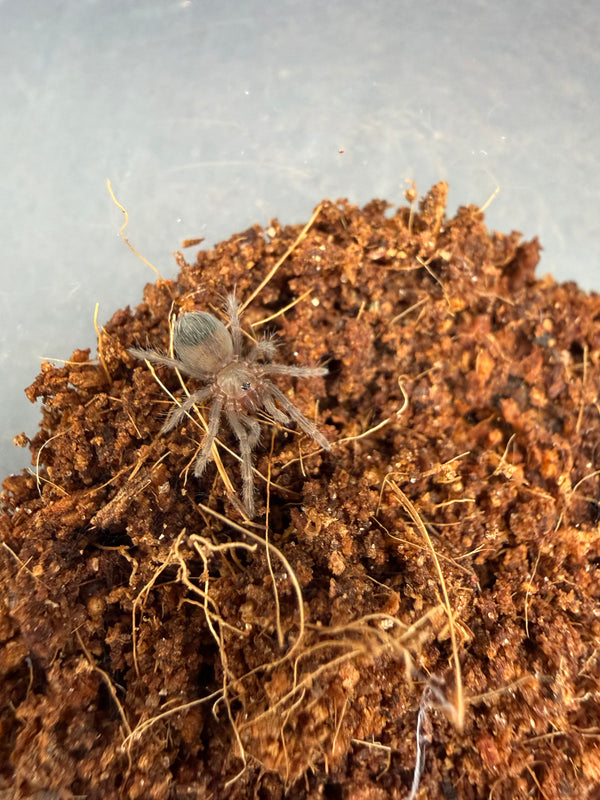 Mexican Rose Grey Tarantula (Tliltocatl verdezi) - 0.25 in