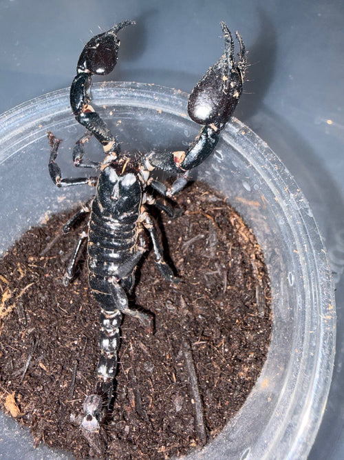 Asian Forest Scorpion (Heterometrus spinifer) - 4-5 in