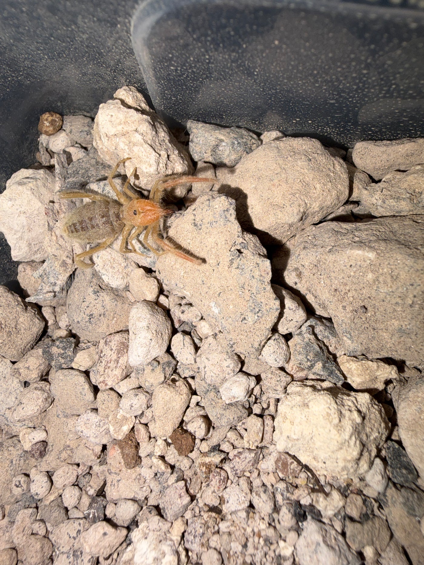 Fuzzy Camel Spider (Paragaleodes sp.)