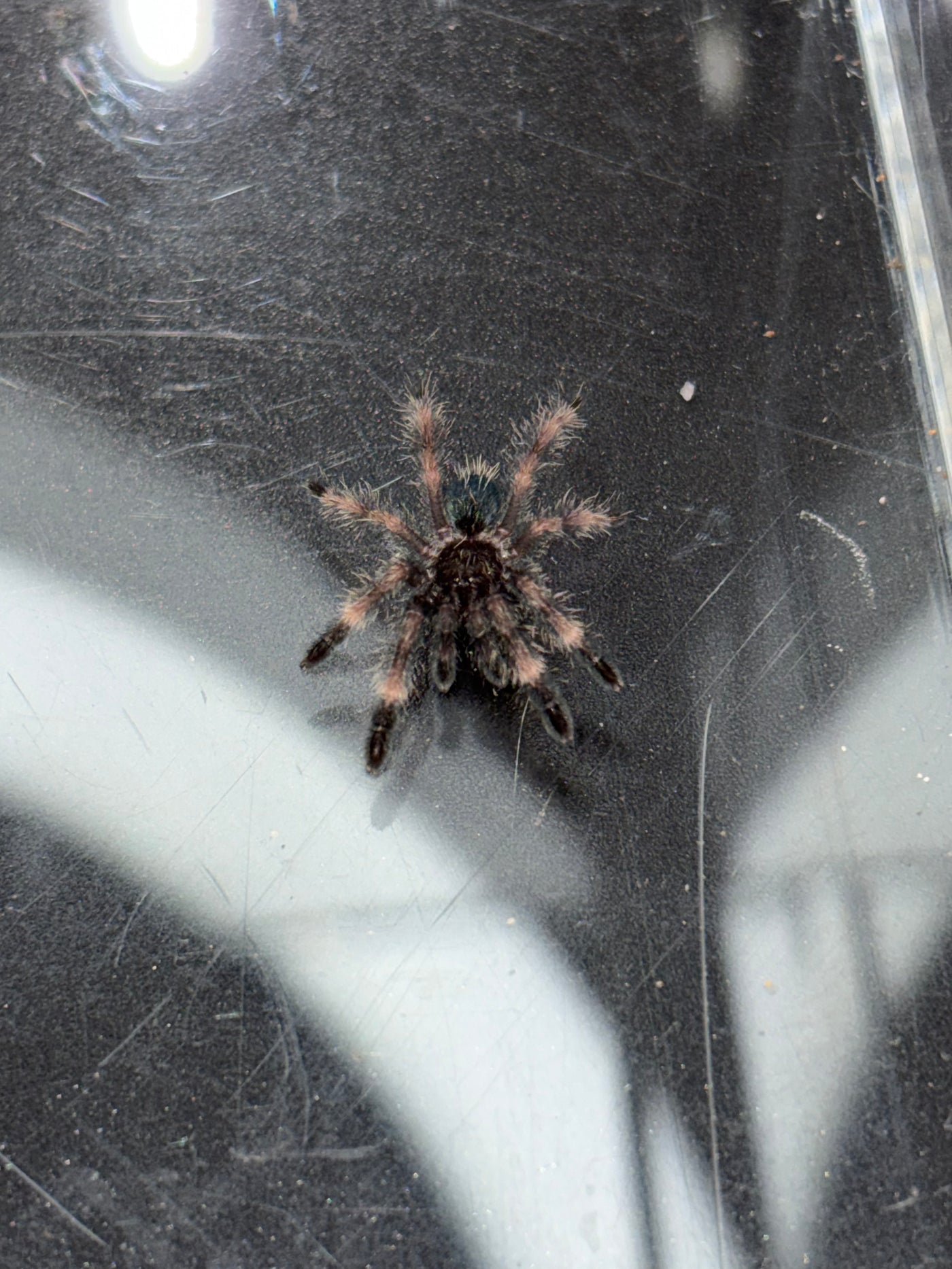 Darth Maul Tarantula (Psalmopoeus victori) - 3/4-1.25 in